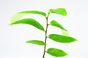 小型企业创新策略使用技巧